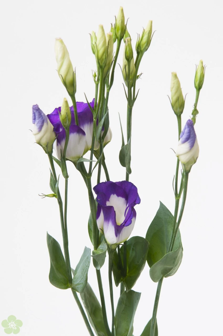 Eustoma dubbelbloemig wit.jpg